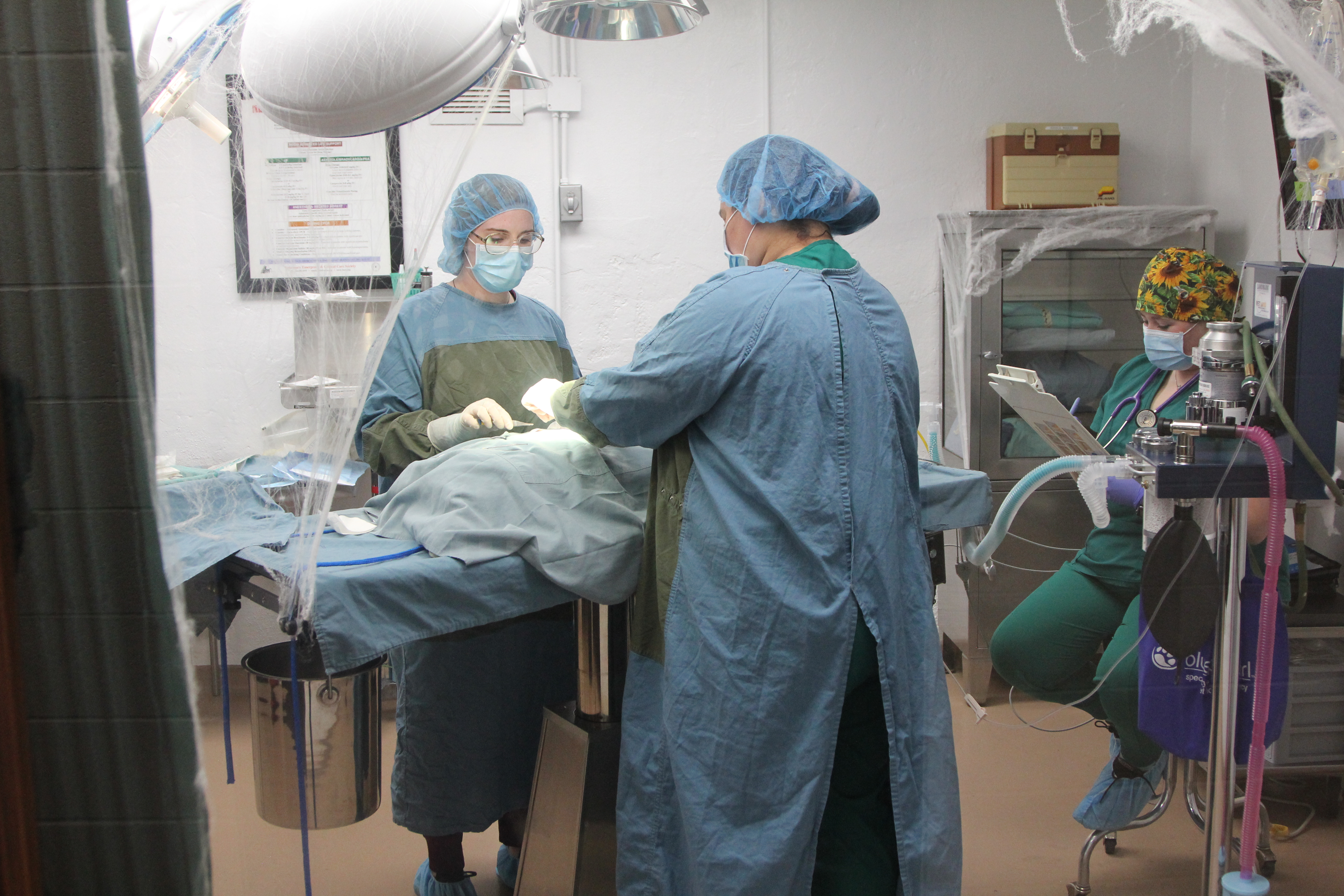Vet Nursing Online